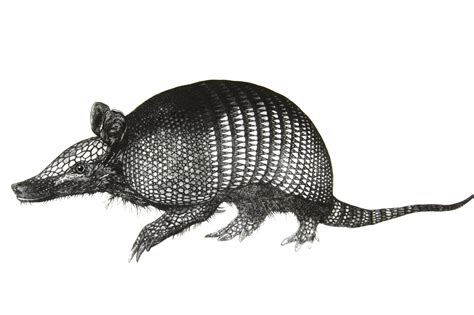 Armadillo Print: High-Quality Printing Solutions for Any Project