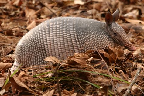 Armadillo tidur