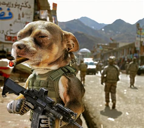 Army Dog Meme