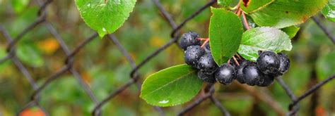 Aronia Planter