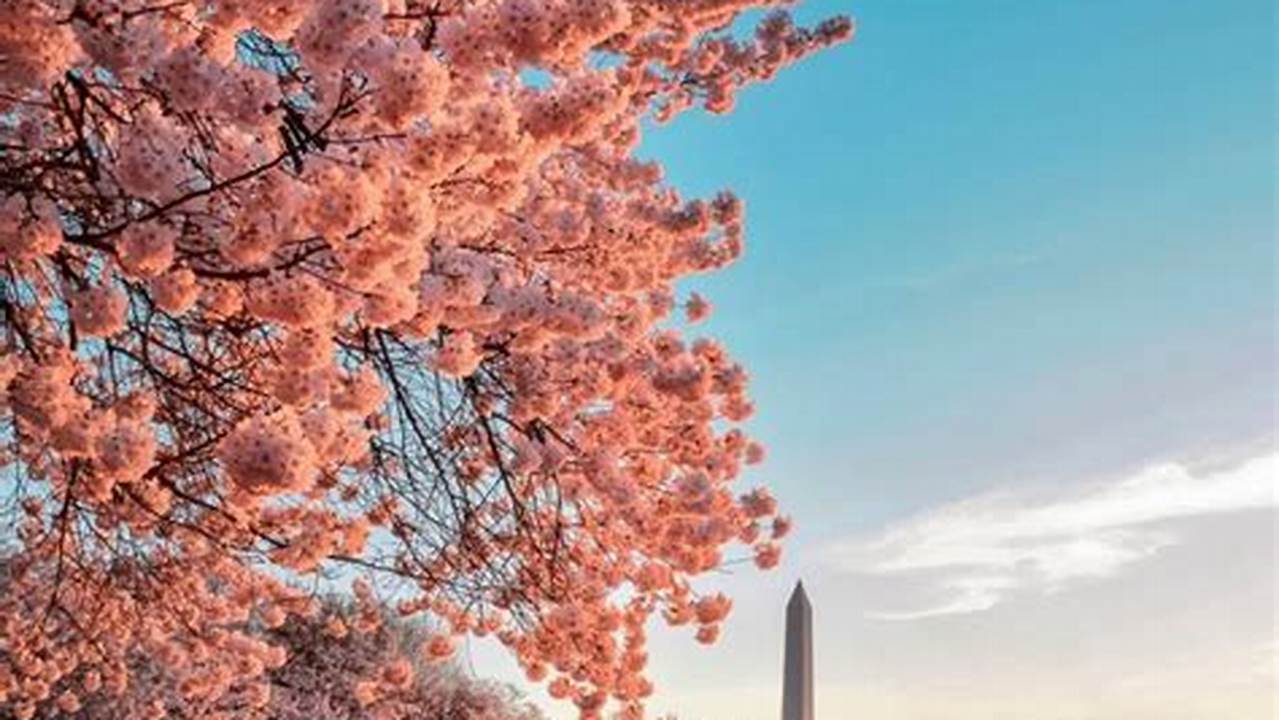 Around 140 Cherry Trees That Form Part Of Washington’s Iconic Spring Attraction Will Be Chopped Down This Year To Make Way For The Construction Of New., 2024