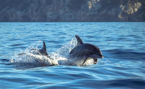 Arrabida Dolphin Season