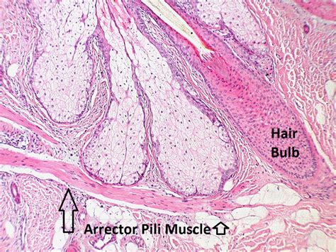 The Impeccable Arrector Pili Muscle: Unraveling its Definition and Function in the Human Body for Optimal Health and Radiant Skin!