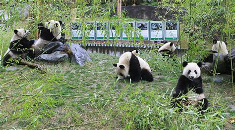 Arrival at Chengdu Panda Base