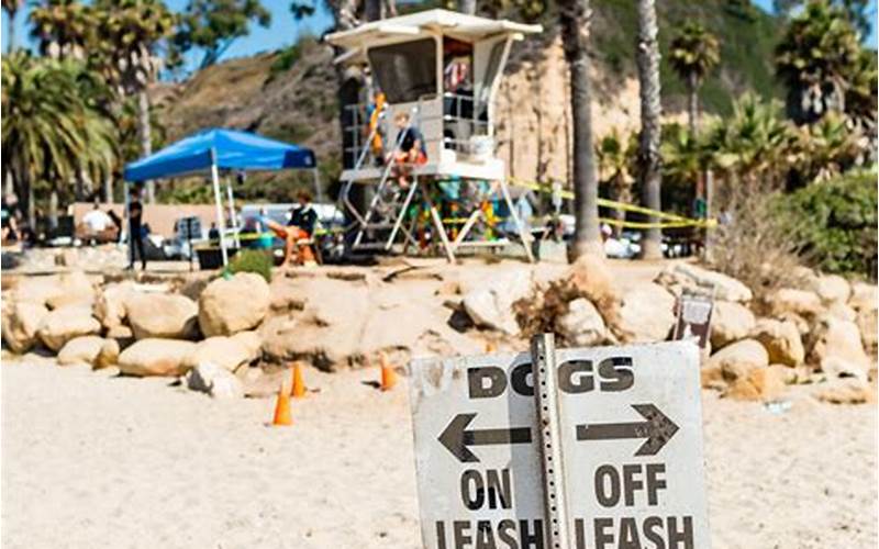 Discover Arroyo Burro Off Leash Dog Beach: The Perfect Spot for Your Furry Friend