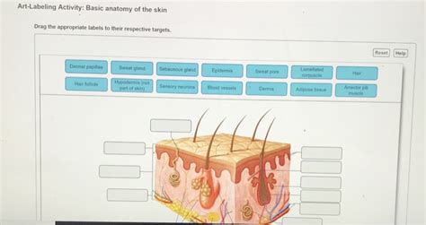 Unveiling the Wonders of Skin Anatomy: An Artistic Labeling Activity