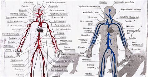 Arteri dan Vena Besar