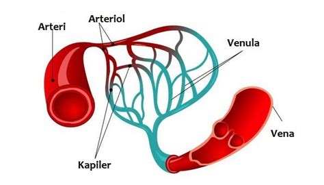 Arteriol