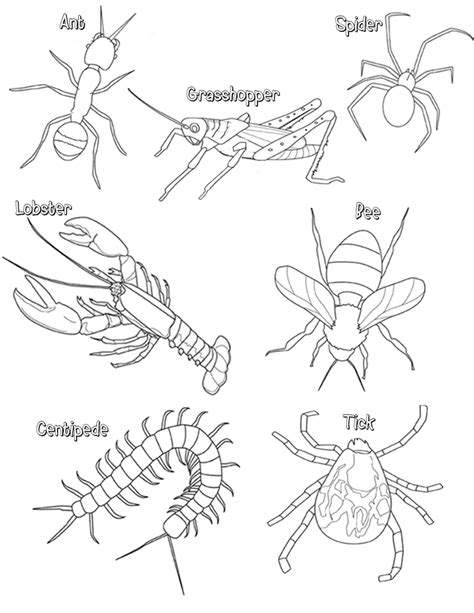 Arthropod Coloring Worksheet Quizlet