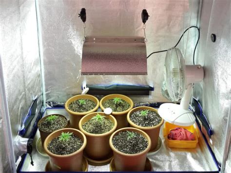 Artificial Methods for Increasing Humidity in Your Grow Tent
