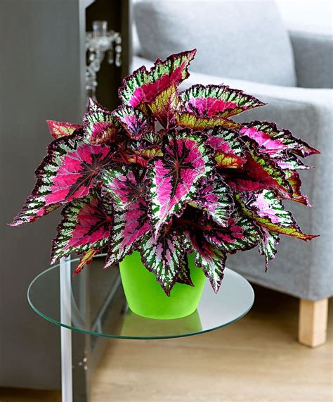 Artificial Plants for Low Maintenance and Colorful Display