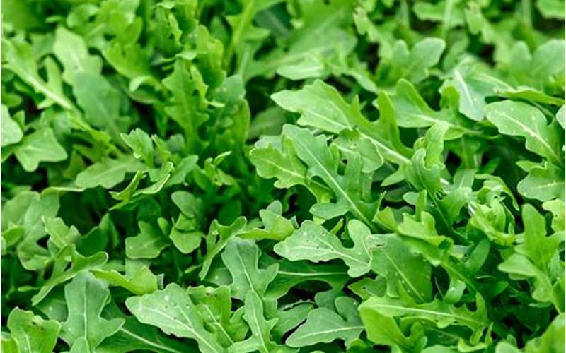 can you grow arugula in aquaponic
