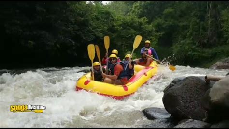 Arum Jeram Songa
