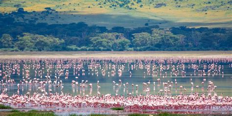 Arusha Lake Manyara 1 Day Safari Review: Is It Worth It?