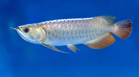 Arwana Fish