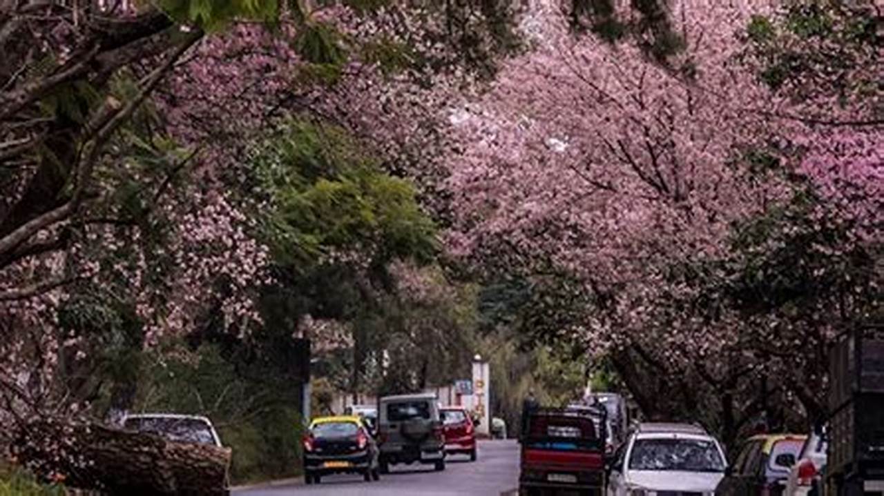 As Per The Announcement By Meghalaya Tourism, Cherry Blossom Shillong 2024 Will Take Place From 17Th Nov 2024 To 26Th Nov 2024., 2024