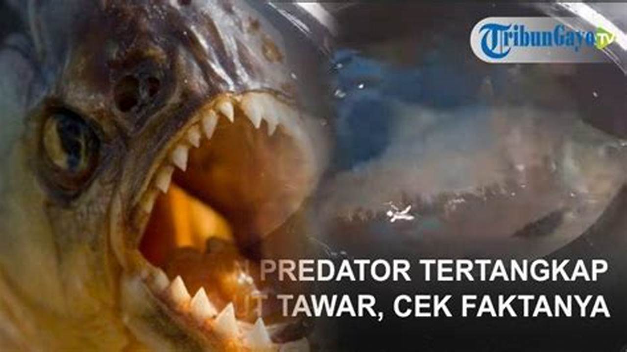 Asal, Ikan Predator