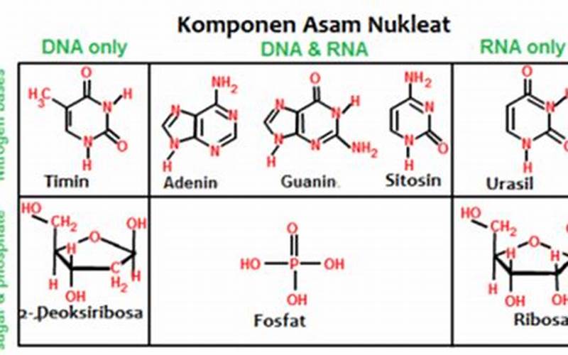 Asam Nukleat: Molekul Penting Yang Membentuk Kehidupan