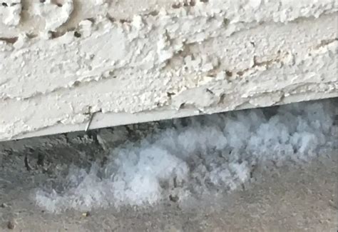 Asbestos Vs Mold: Key Differences to Remember