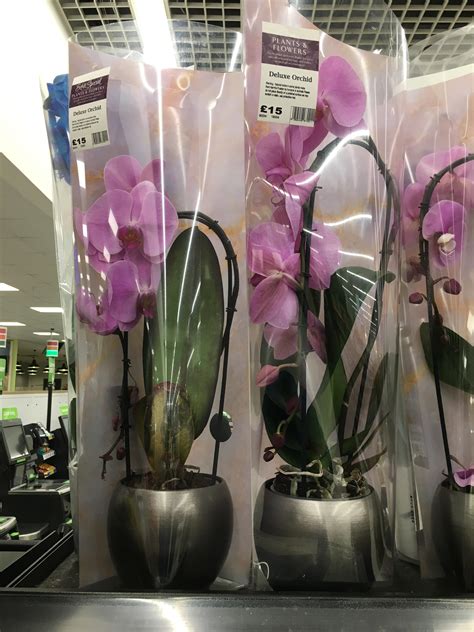 Asda Orchids In Store
