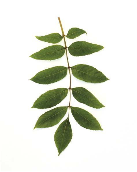 Ash Tree Leaves Picture