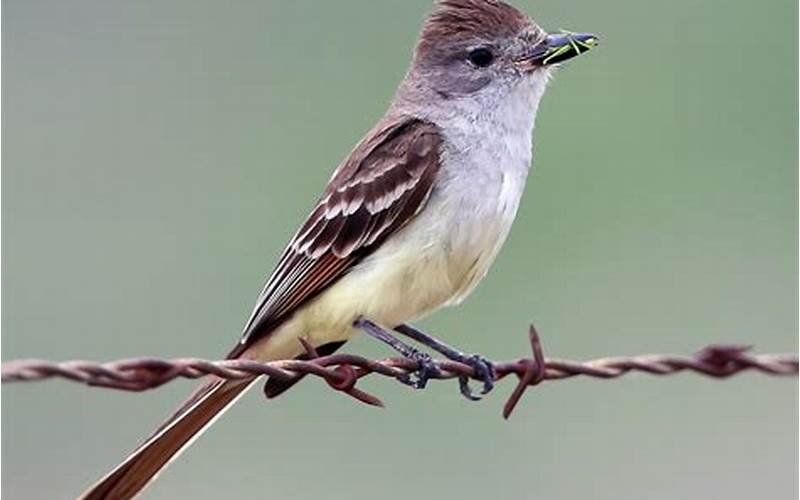 Ash-Throated vs Brown-Crested Flycatcher: How to Tell Them Apart?