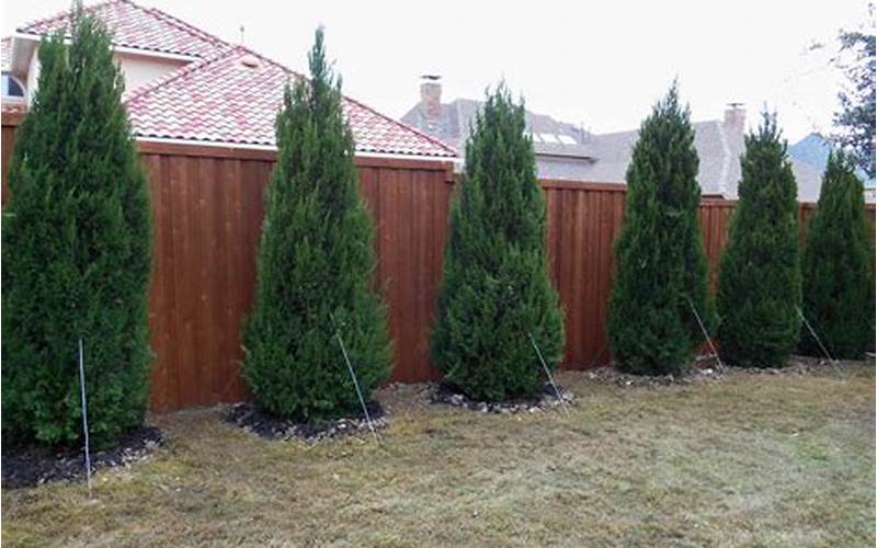 Ashe Juniper Privacy Fence Photos: Create Your Perfect Outdoor Oasis