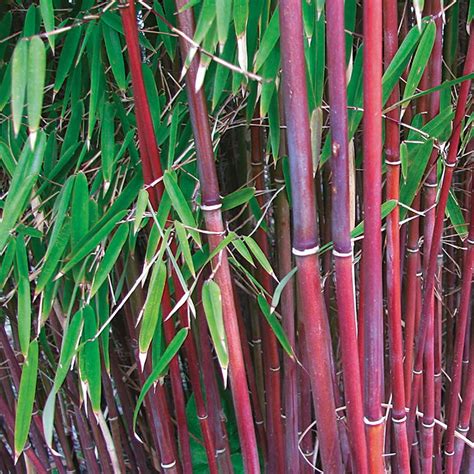Asian Bamboo