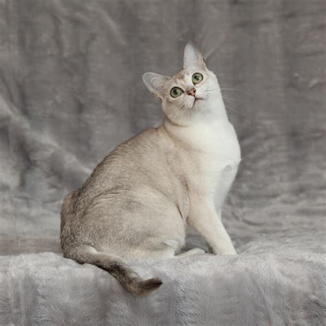 34. The Elegant Asian Burmilla - gambar tajam tapi ringan menggunakan trik dari weserv.nl API lengkapi dengan source image domain