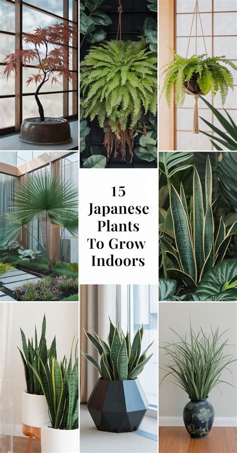 Asian Indoor Plants