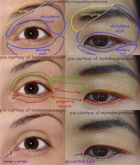 Asian eye anatomy
