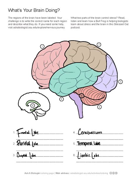 Ask A Biologist Coloring Page