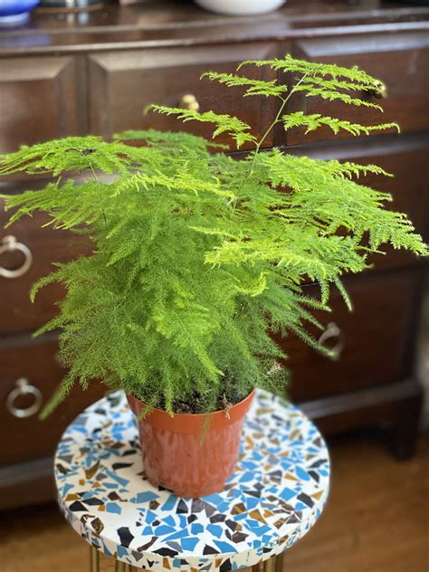 Asparagus Fern low light houseplant by Mimi Giboin Indoor plants low