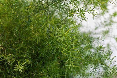 Asparagus Fern: The Perfect Low Light Houseplant