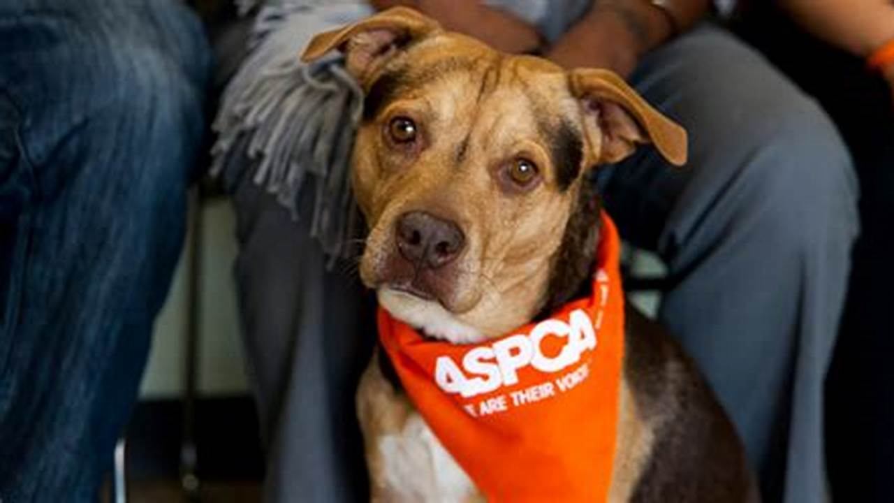 Aspca Conference 2024