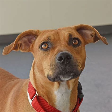 Aspca Adoption Near Me