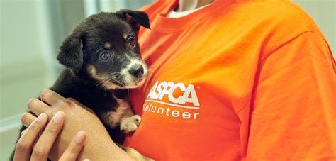 Aspca Volunteer Program