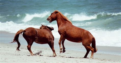 Assateague