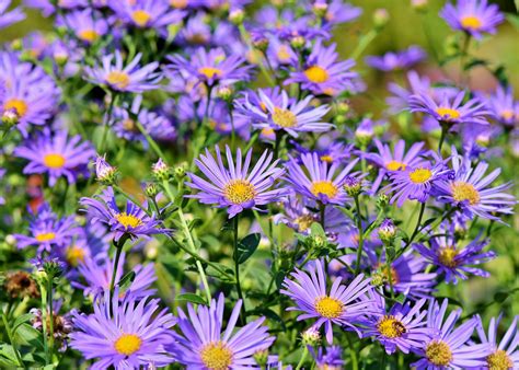 Aster