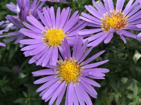 Aster Woods Blue: A Stunning Addition to Your Garden