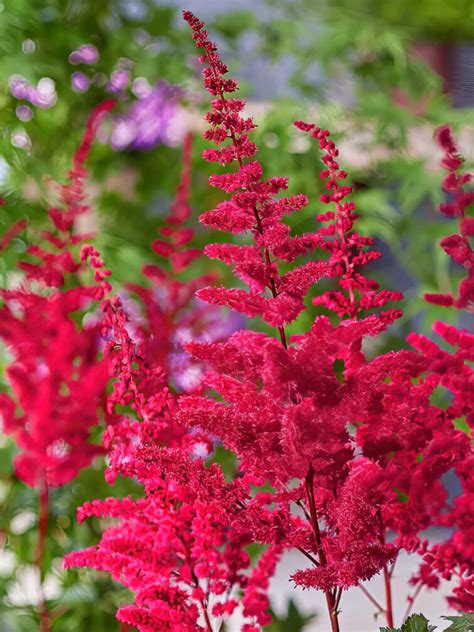 Astilbe: Feather-Like Texture