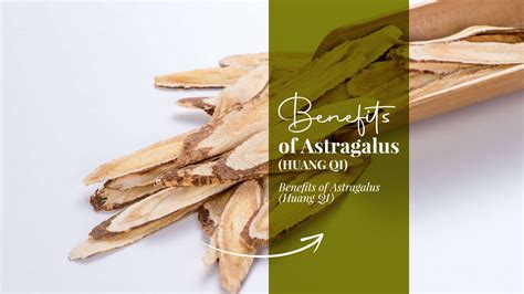 Unlock the Secret of Glowing Skin with Astragalus Root – A Natural Marvel for Radiant Complexion