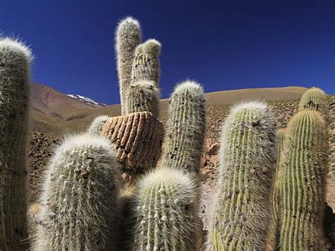 Atacama Desert Conservation