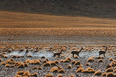 Atacama Desert Safety