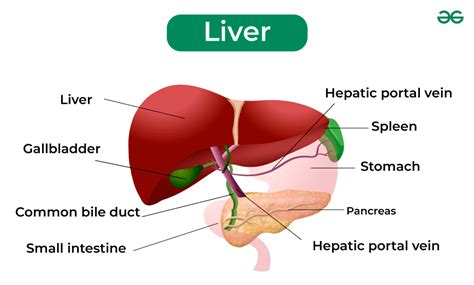 Influence of liver function