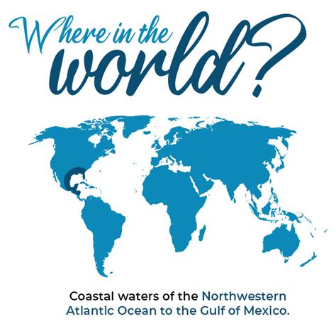 Cownose Rays Aquitted Not Guilty of Decimating Chesapeake Oysters