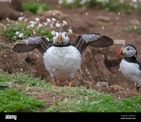 Atlantic puffins