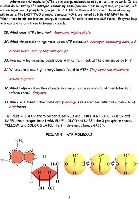 Atp The Free Energy Carrier Worksheet Answer Key
