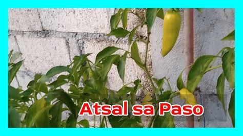 Atsal In Tagalog