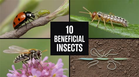 Natural Solutions: Effective Pest Control Methods Without Chemicals